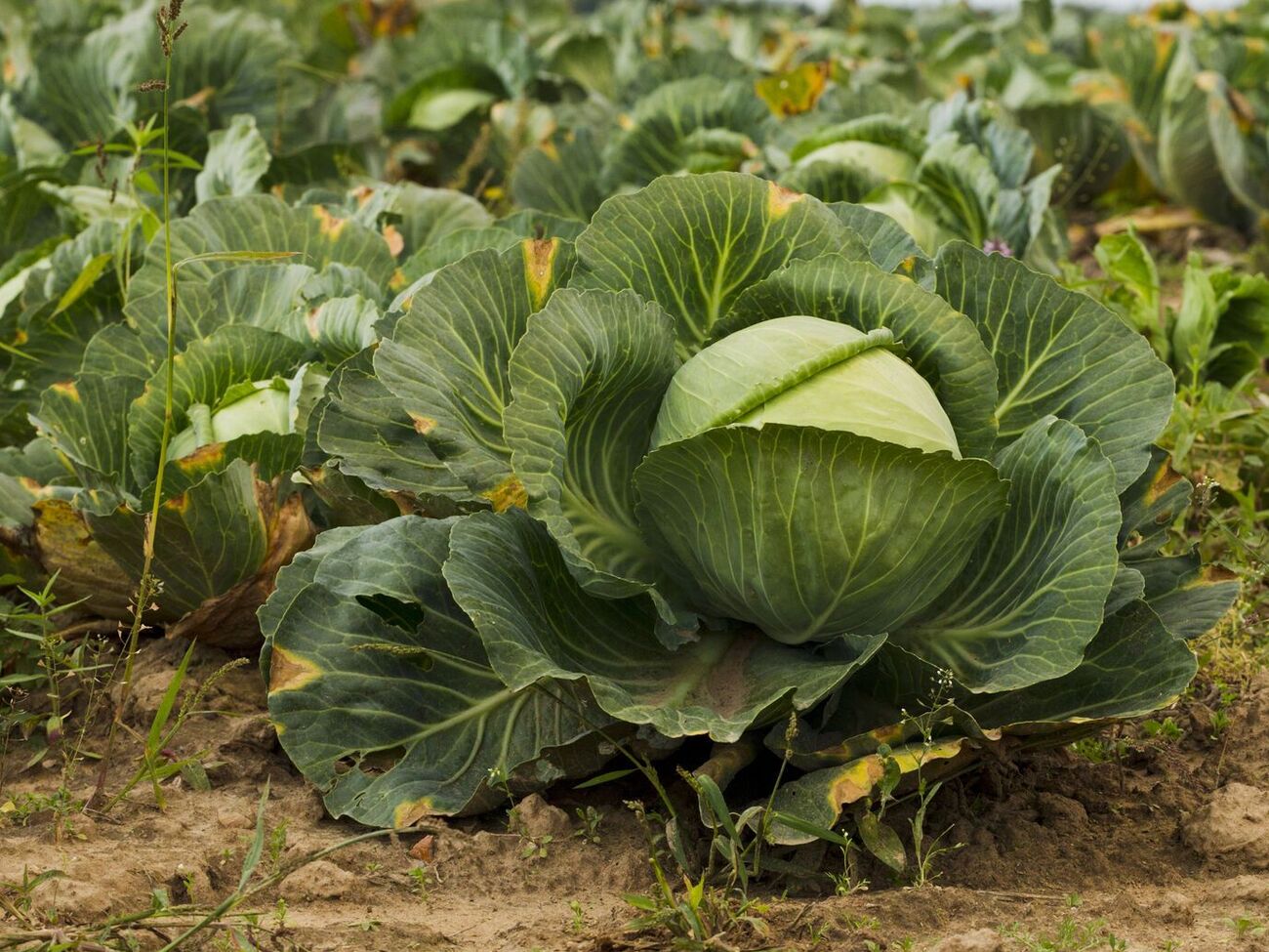 Поливать капусту в сентябре нужно хотя бы два раза в неделю