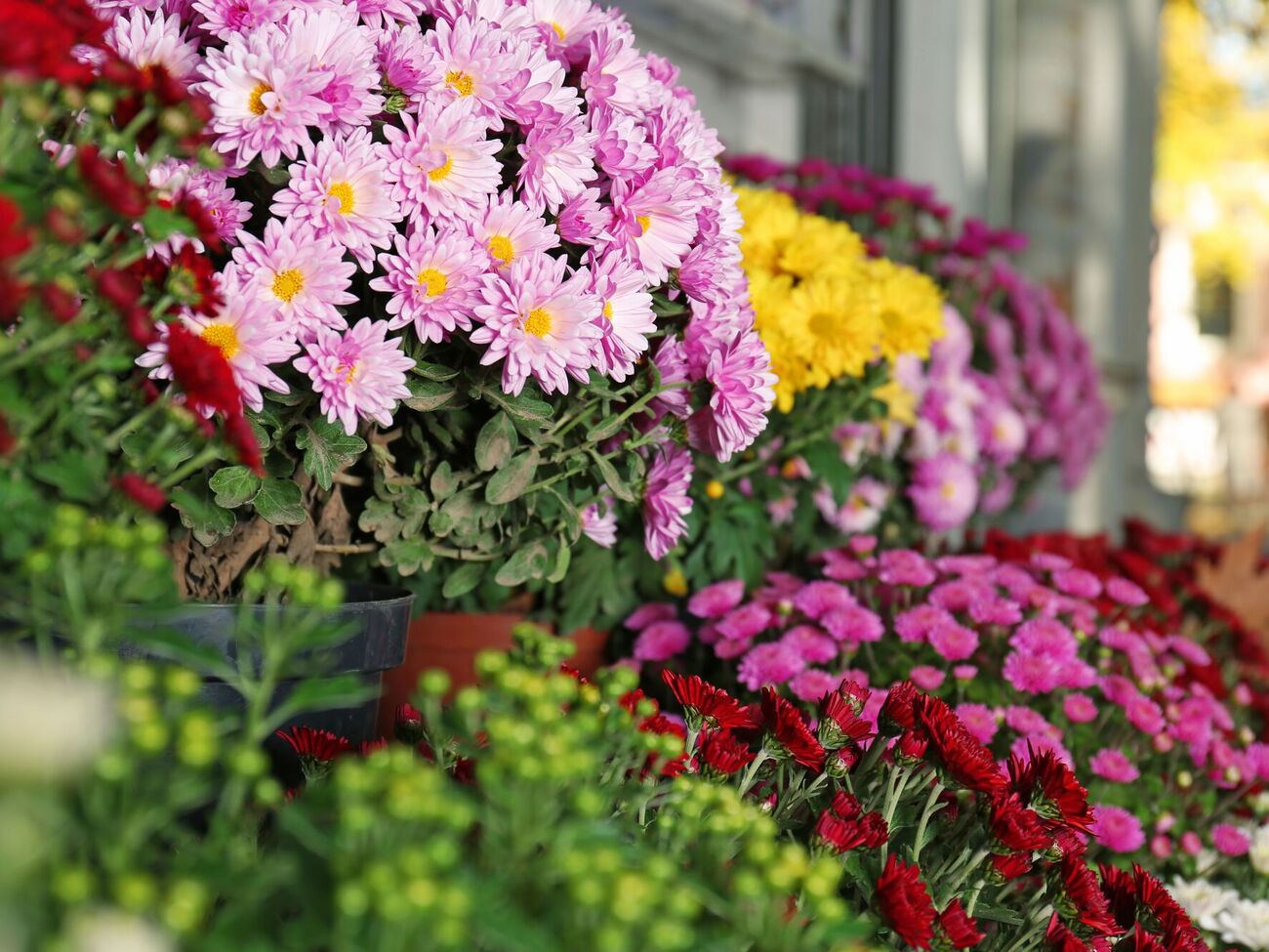 Щоб хризантеми вражали пишними шапками квітів, треба їх восени підживити