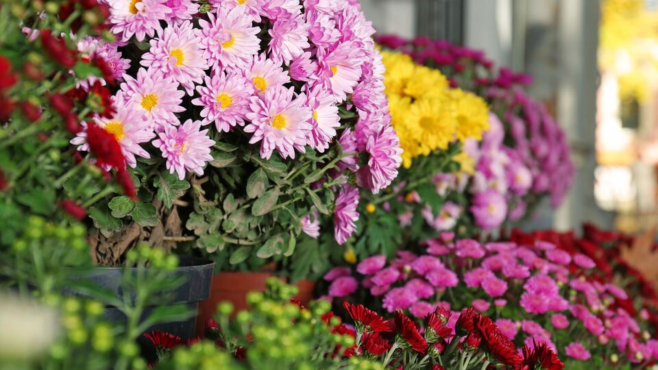Чтобы хризантемы поражали пышными шапками цветов, нужно их осенью подкормить