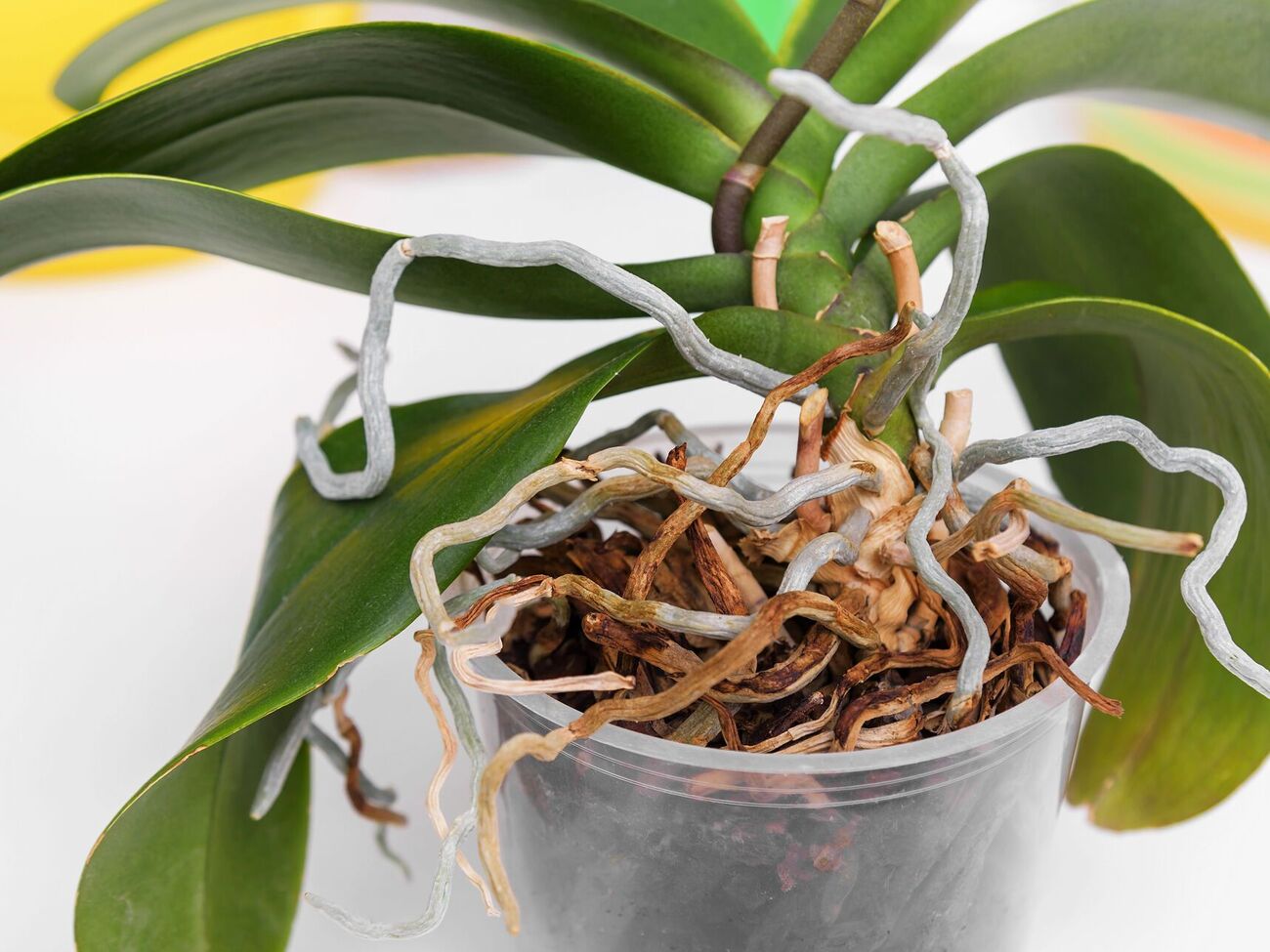 Щоб ефект був помітним, проводити обприскування рослини потрібно раз на два тижні