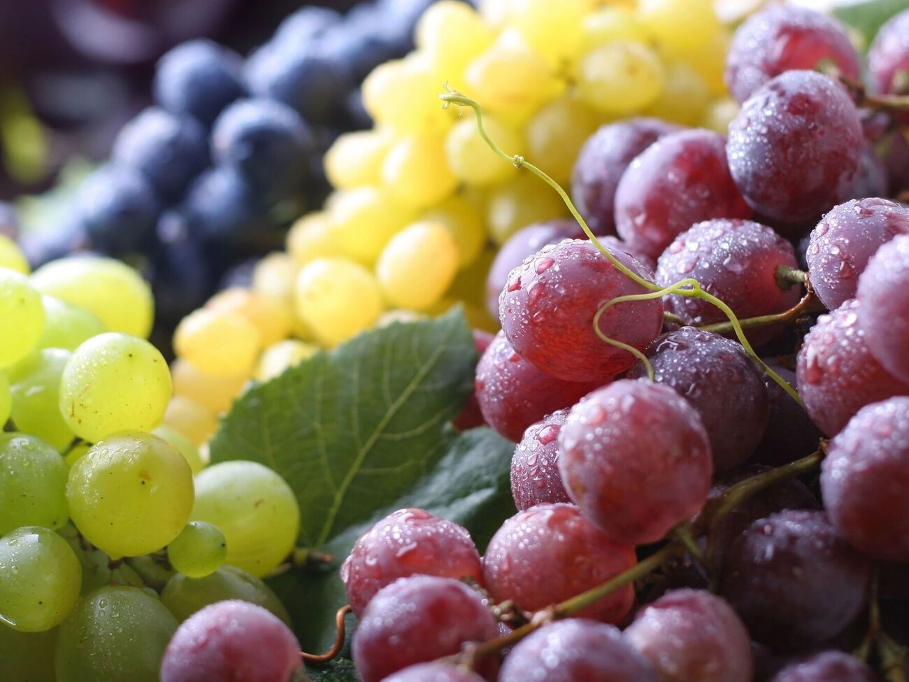 Виноград лучше сажать на солнечном участке