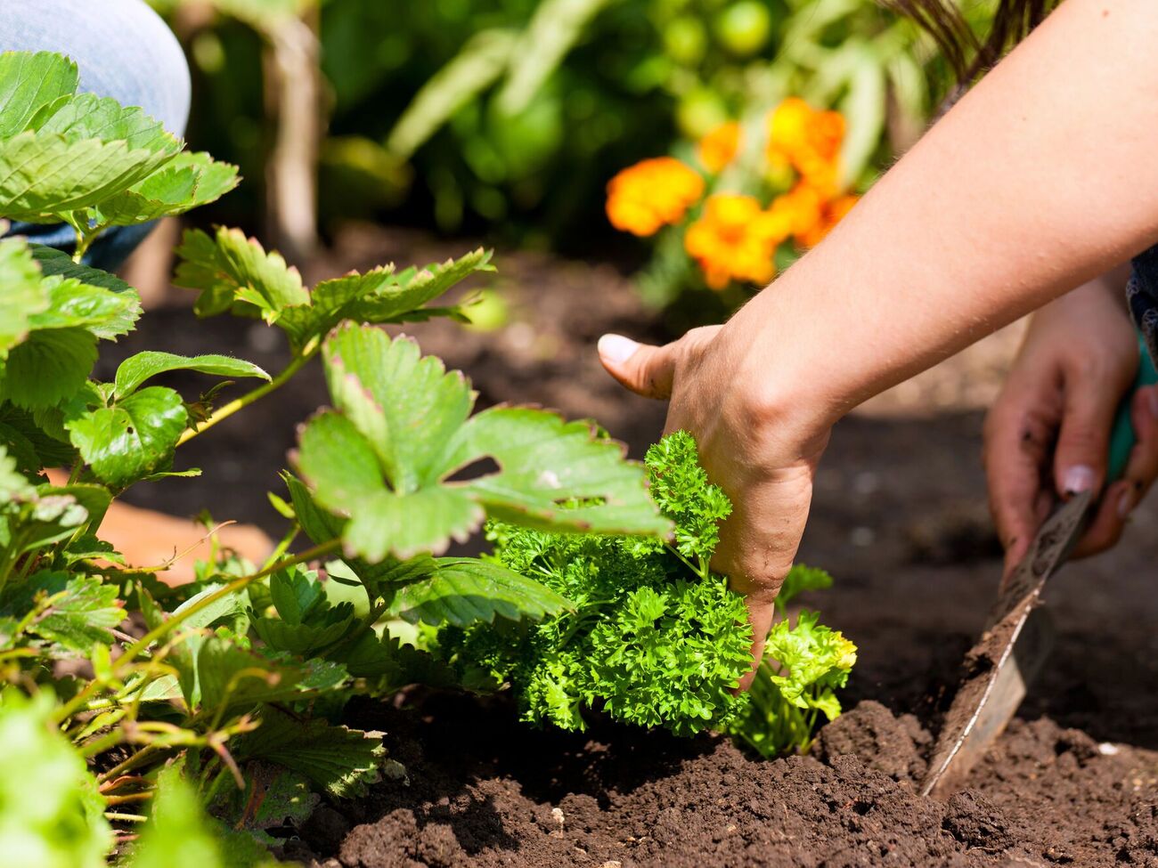 Многие растения можно сажать и под зиму, потому что они не боятся заморозков