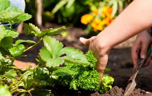 Многие растения можно сажать и под зиму, потому что они не боятся заморозков
