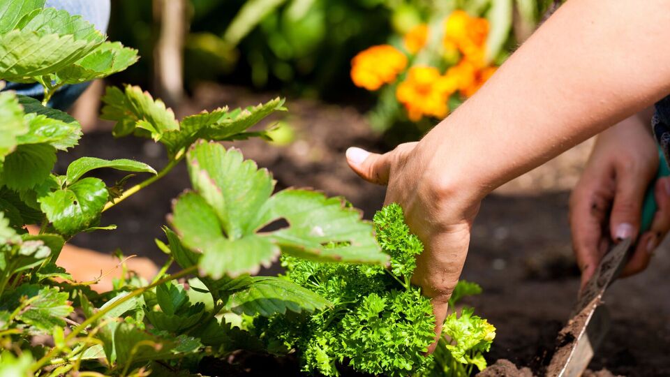 Многие растения можно сажать и под зиму, потому что они не боятся заморозков