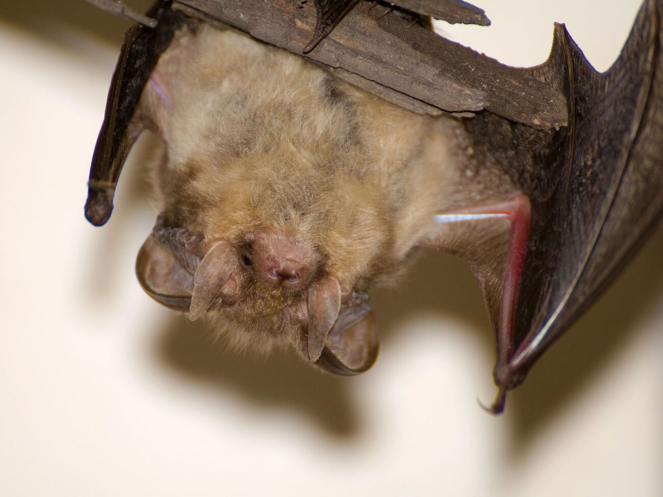 Зазвичай кажани не нападають на людей, якщо їх не лякати або провокувати, наголосили у ЦГЗ