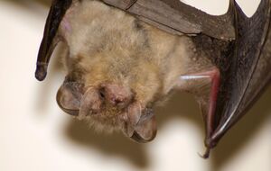 Обычно летучие мыши не нападают на людей, если их не пугать или провоцировать, подчеркнули в ЦОЗ