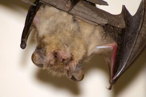 Обычно летучие мыши не нападают на людей, если их не пугать или провоцировать, подчеркнули в ЦОЗ