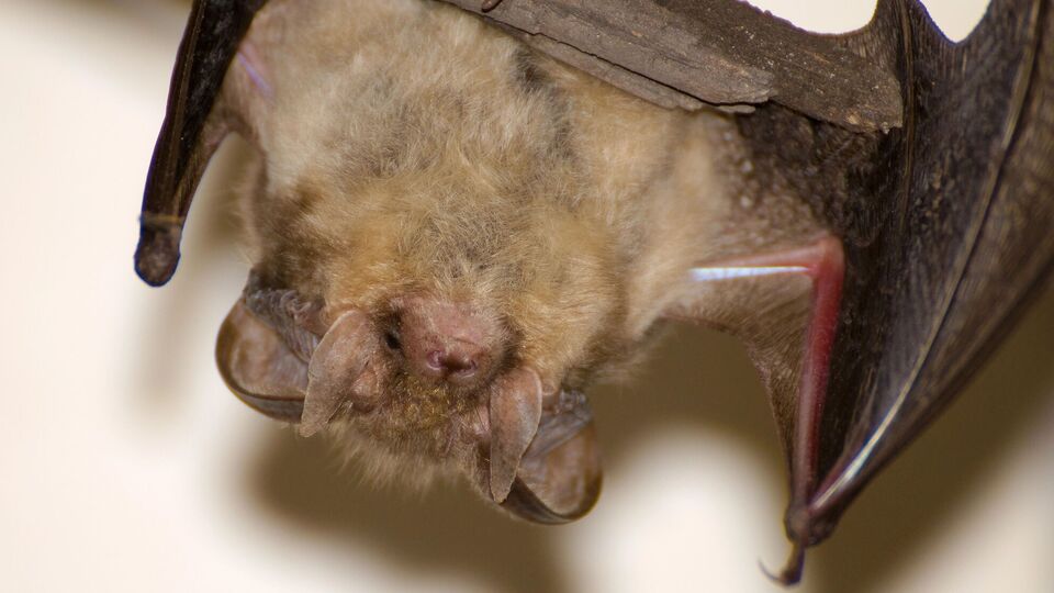 Зазвичай кажани не нападають на людей, якщо їх не лякати або провокувати, наголосили у ЦГЗ