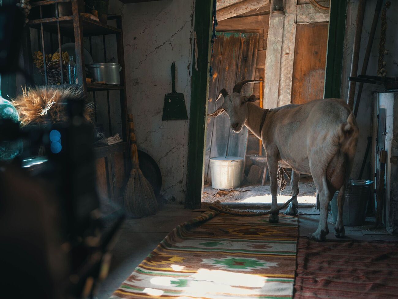 По словам режиссера, среди полусотни коз он выбрал Юту, потому что она показалась ему сюрреалистической и даже потусторонней