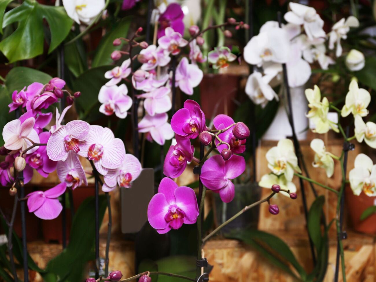 Орхидеи нужно подкармливать раз в неделю