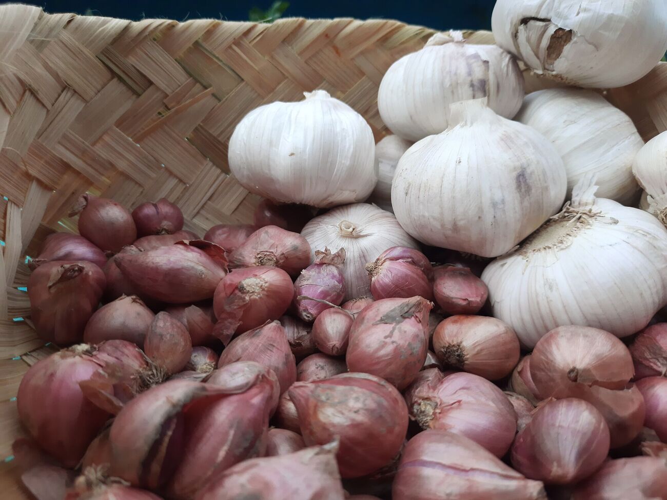 Перед висіванням у землю обов'язково обробляти насіння від шкідників і хвороб