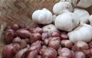 Перед висіванням у землю обов'язково обробляти насіння від шкідників і хвороб