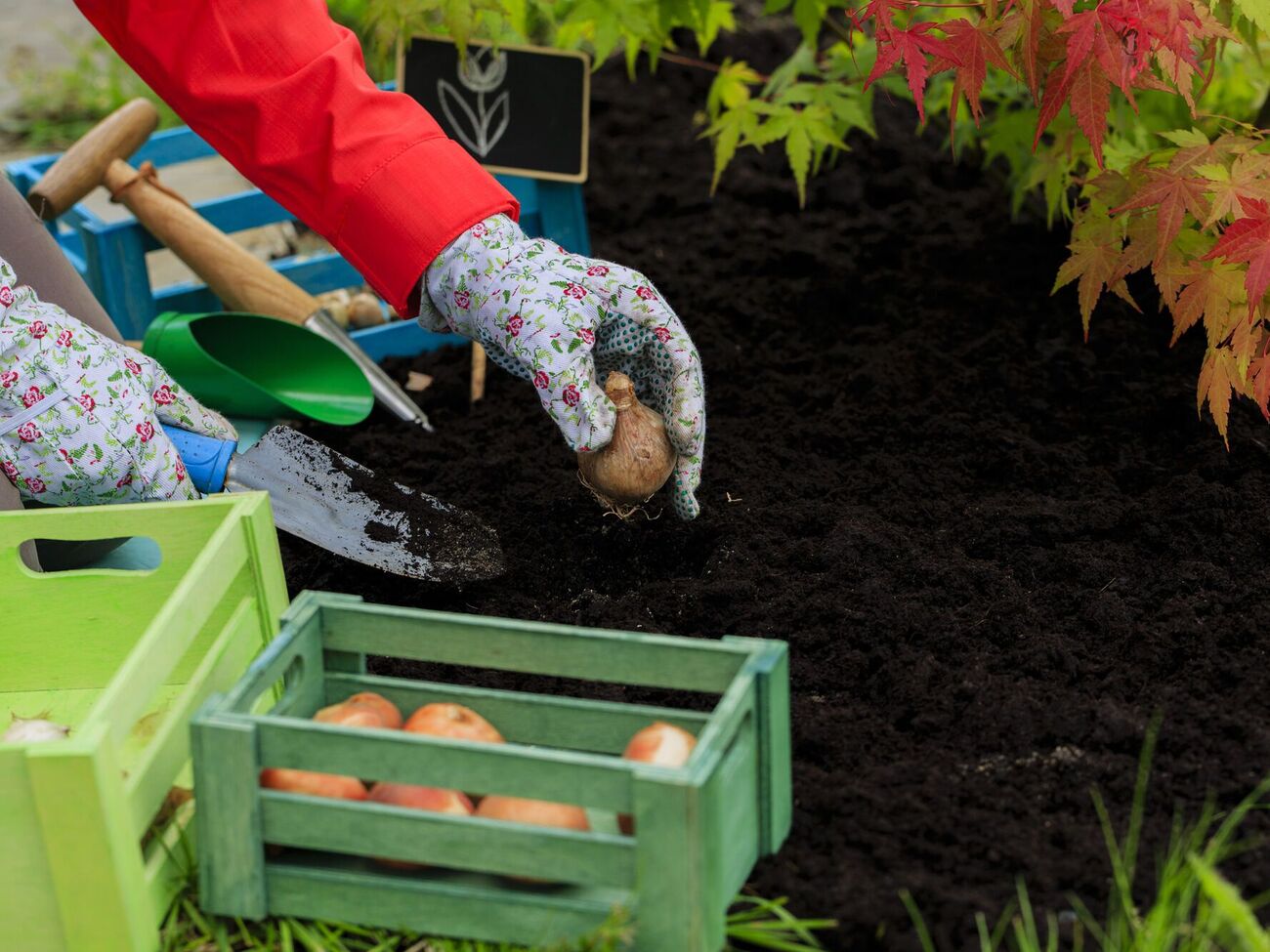 Луковицы не должны быть маленькими