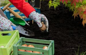 Луковицы не должны быть маленькими