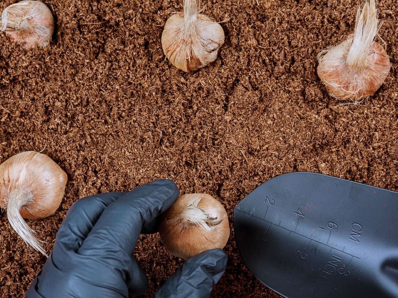 Луковицы нужно подготовить к посадке