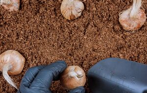 Луковицы нужно подготовить к посадке