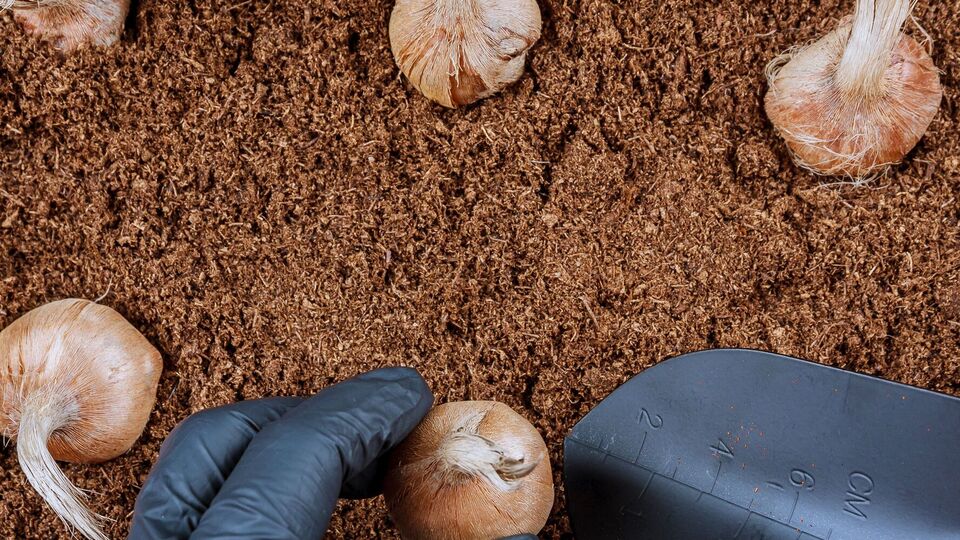 Луковицы нужно подготовить к посадке