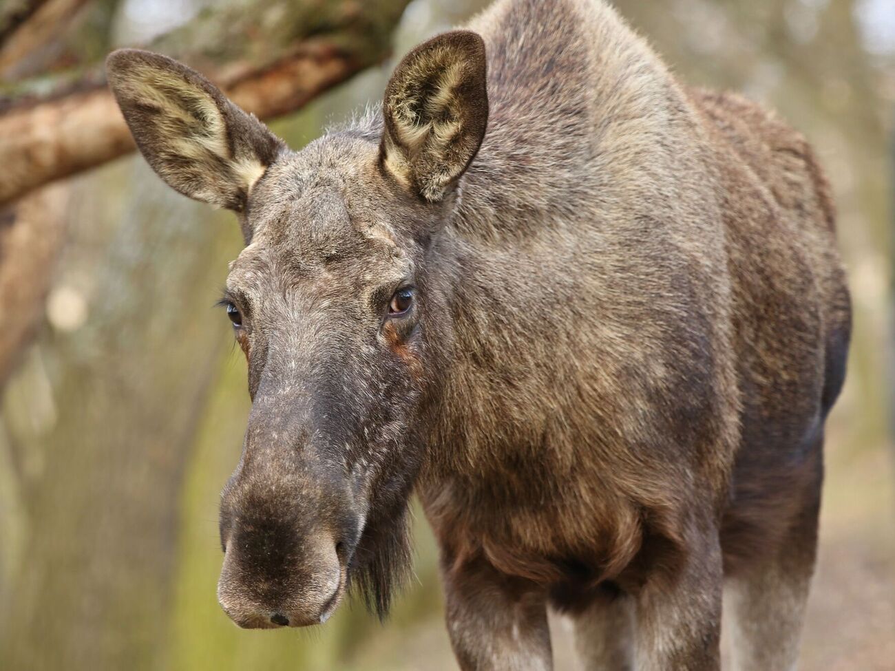 Тварину планують тимчасово приспати і вивезти за межі столиці