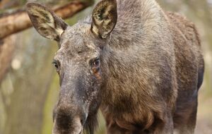 Тварину планують тимчасово приспати і вивезти за межі столиці