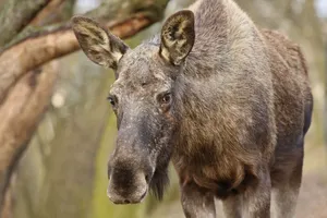 Животное планируют временно усыпить и увезти за пределы столицы