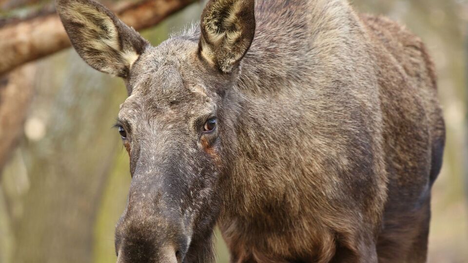 Животное планируют временно усыпить и увезти за пределы столицы