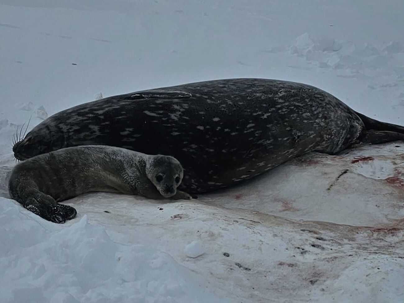 Самка тюленя рожает одного детеныша, пишут полярники