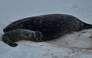 Самка тюленя рожает одного детеныша, пишут полярники