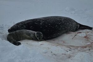 Самка тюленя рожает одного детеныша, пишут полярники