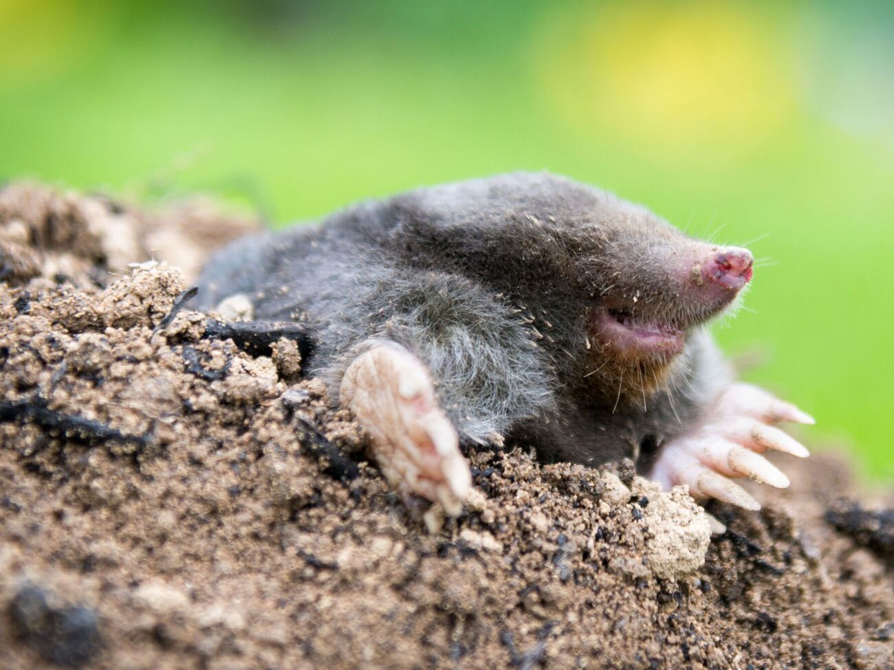 Многие способы борьбы с кротами на них не действуют