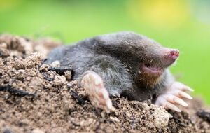 Многие способы борьбы с кротами на них не действуют