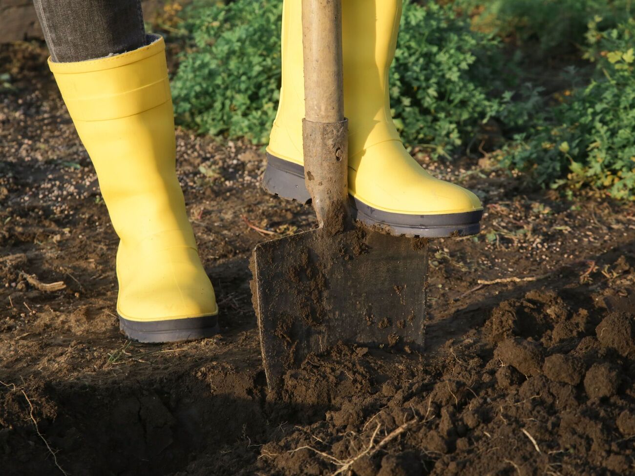 Закопав осенью цветы в землю, весной можно быть уверенными, что на грядке не будет никаких вредителей