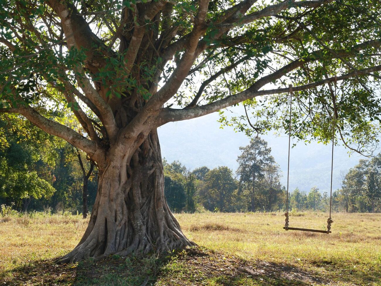 Деякі види дерев добре поглинають вологу