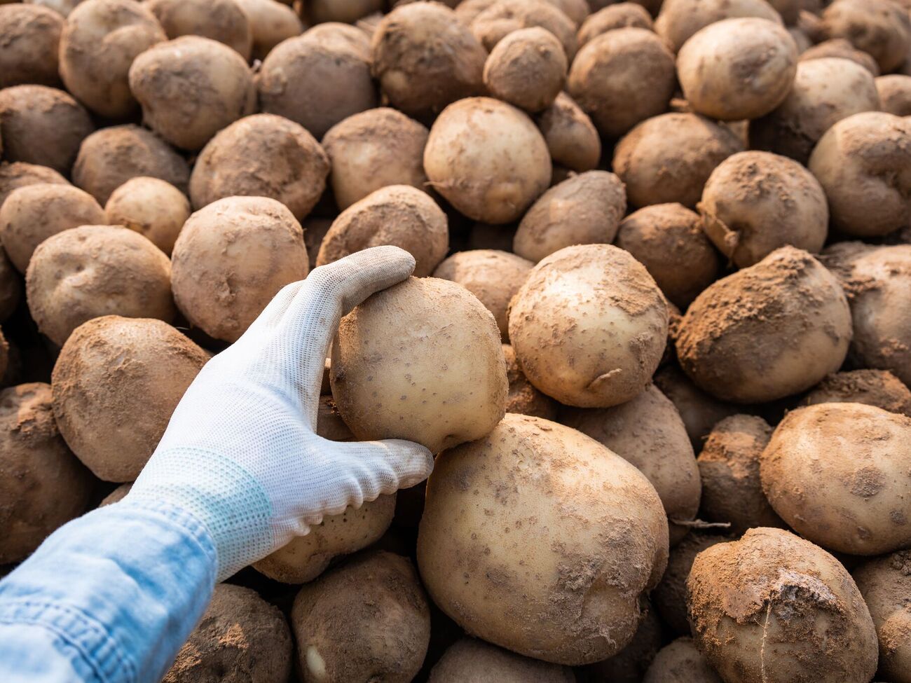 Некоторые хозяева сначала выкладывают слой свеклы, а затем картофеля