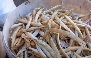 Фасоль можно хранить на чердаке нечищеной, сложив в мешки