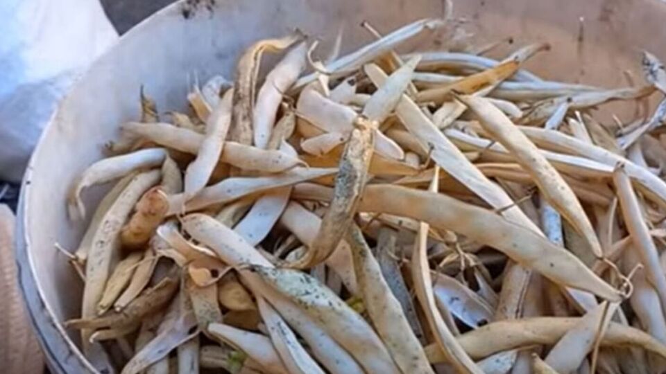 Фасоль можно хранить на чердаке нечищеной, сложив в мешки