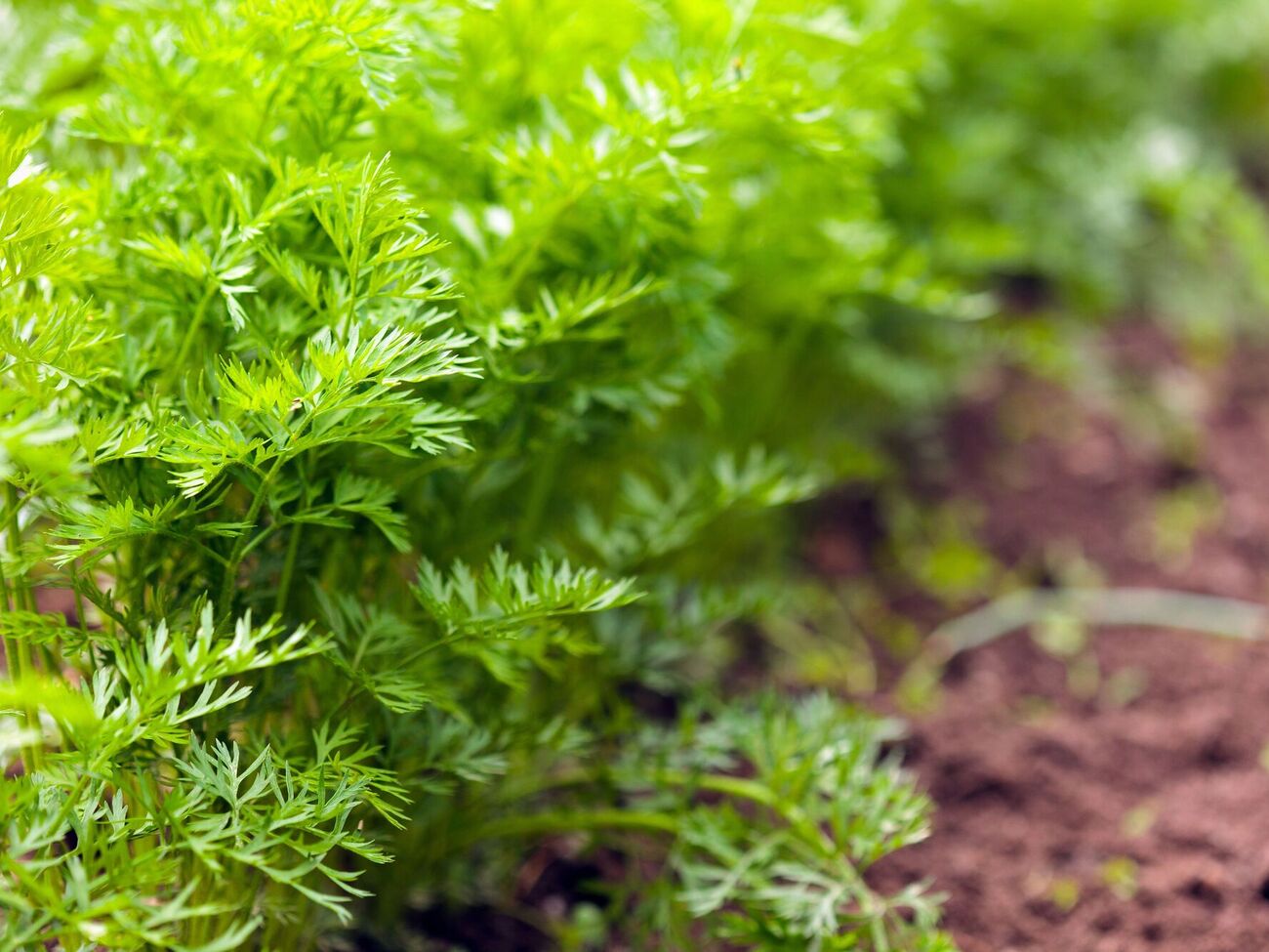 Укроп можно посадить под зиму