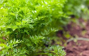 Укроп можно посадить под зиму