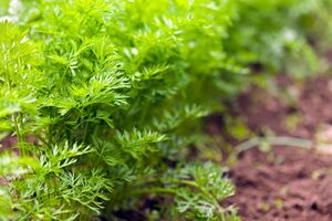 Кріп можна посадити під зиму