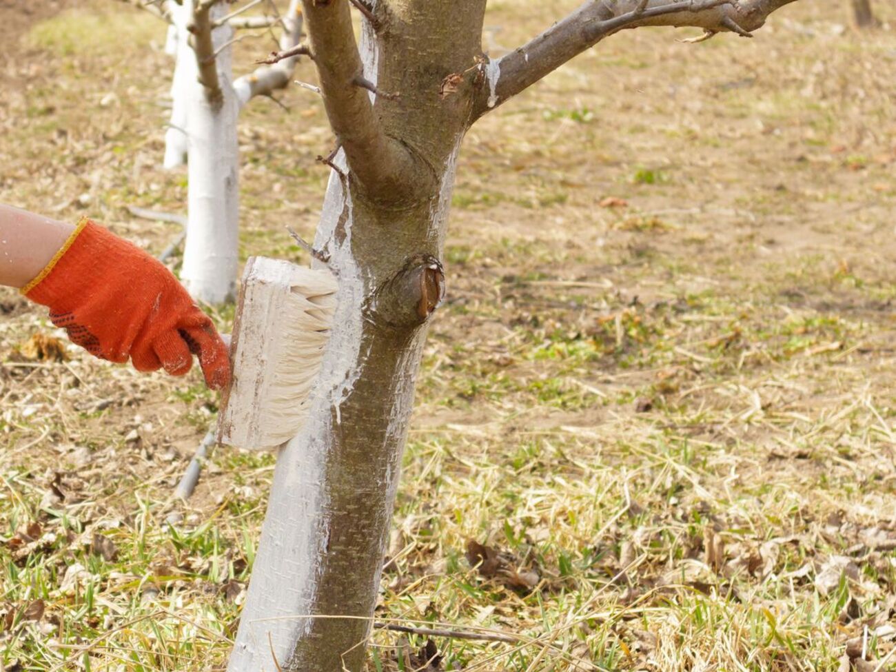 Обычно деревья белят известью