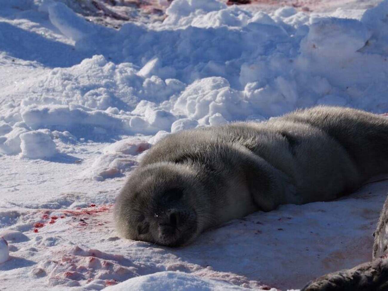 Тюлененку продолжают выбирать имя