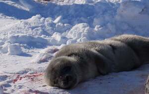 Тюлененку продолжают выбирать имя