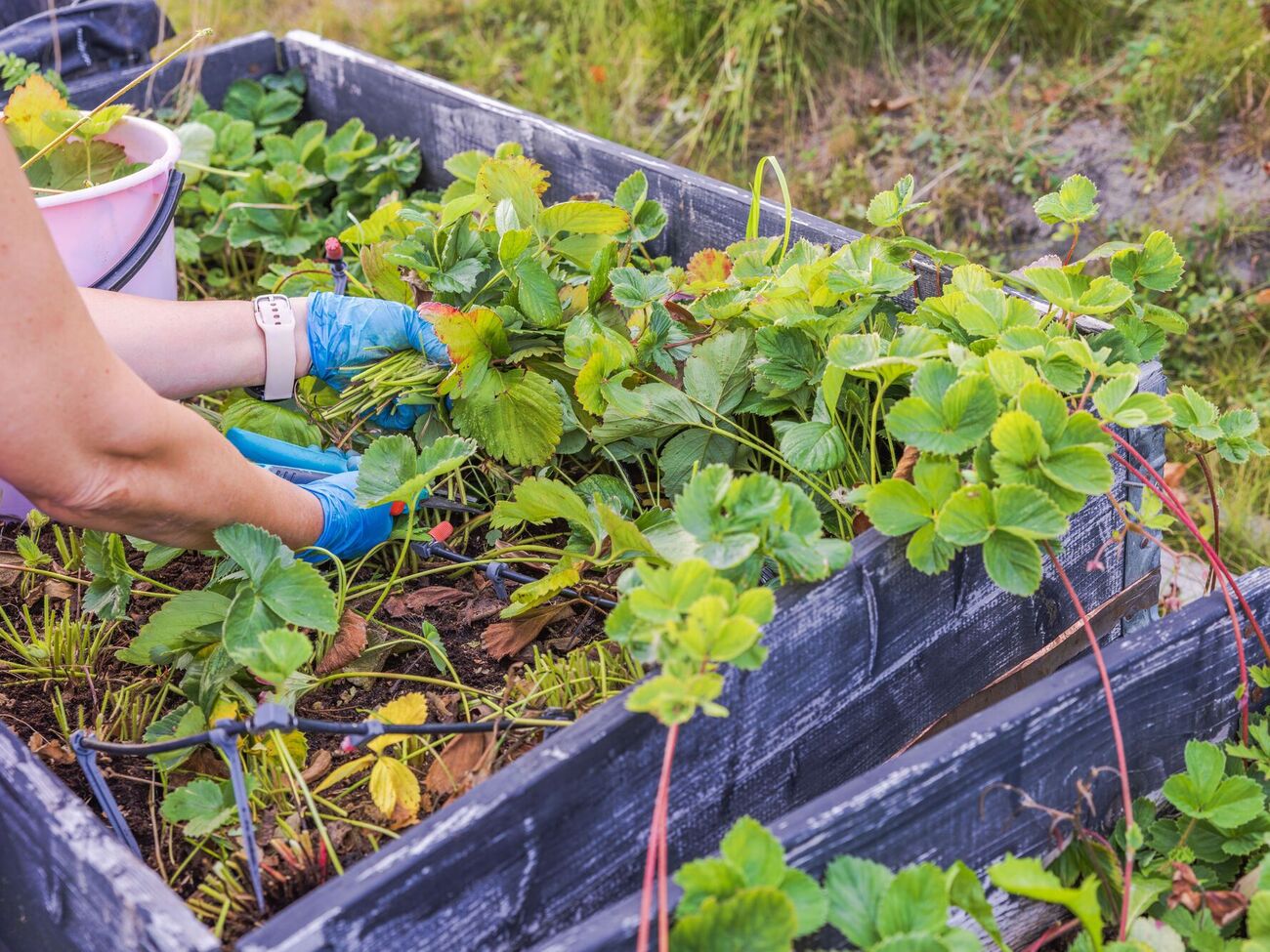 Клубника осенью накапливает питательные вещества
