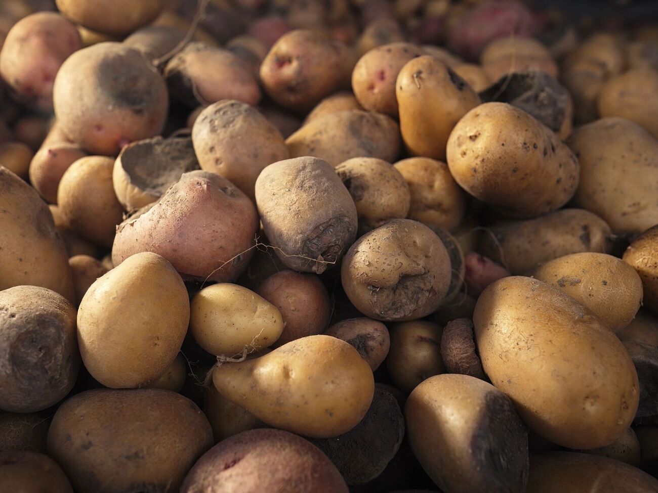 Дротяник може зіпсувати картоплю