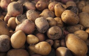 Проволочник может испортить картофель