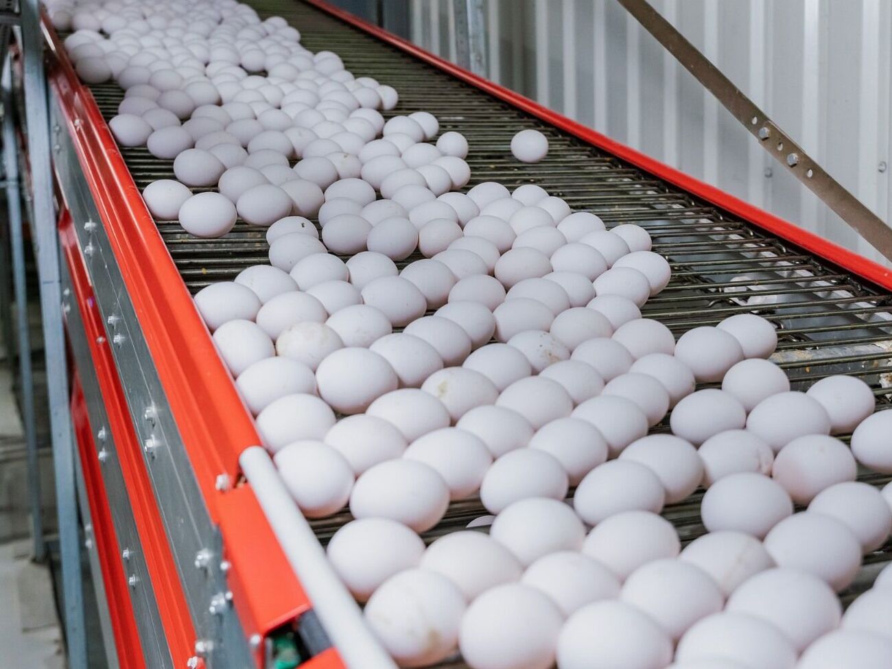 Украина превысила установленную ЕС квоту на яйца