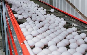 Украина превысила установленную ЕС квоту на яйца