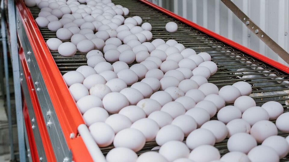Україна перевищила встановлену ЄС квоту на яйця
