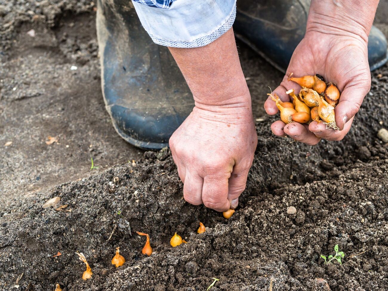 Посадка лука под зиму имеет много преимуществ