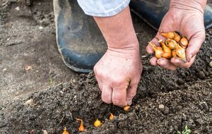 Посадка лука под зиму имеет много преимуществ