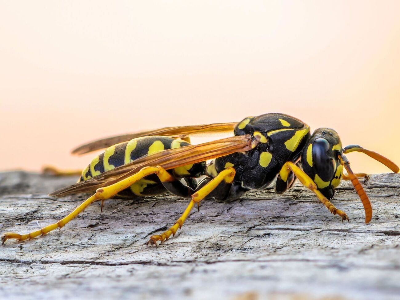Если укусила оса, в первую очередь намыльте место укуса и смойте холодной водой